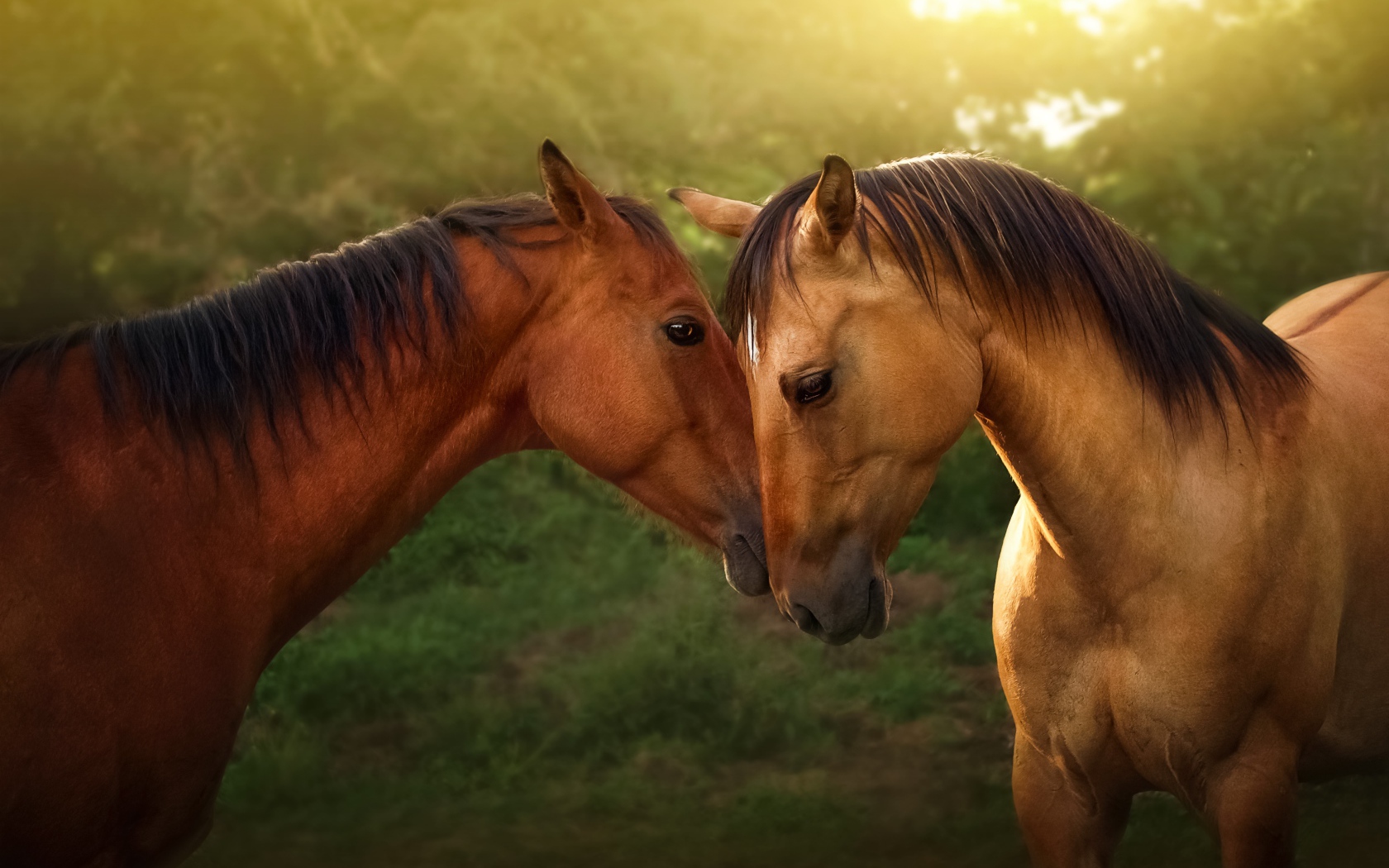 Пара красивых коричневых лошадей