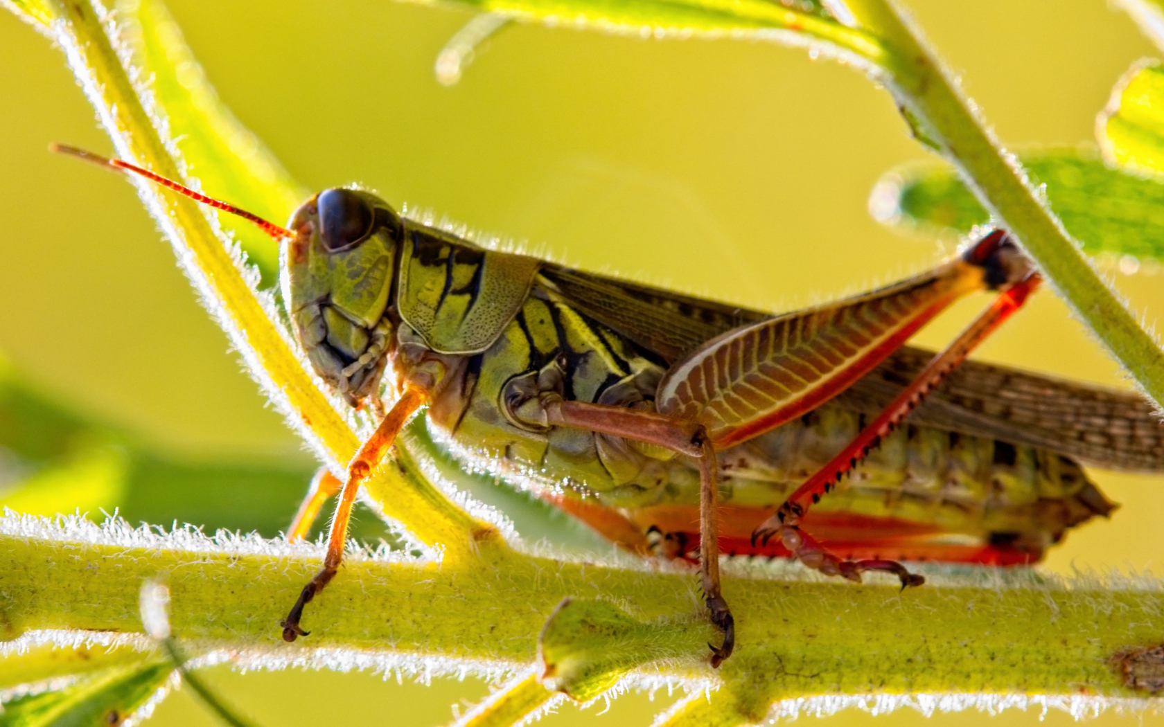 Большой кузнечик сидит на зеленой ветке
