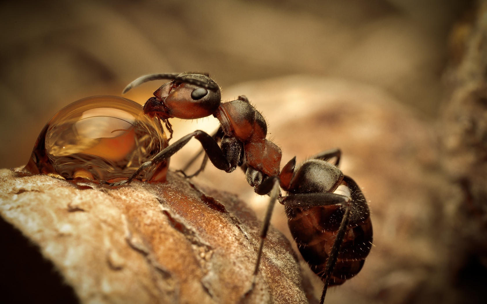 Муравей пьет росу макросъемка 