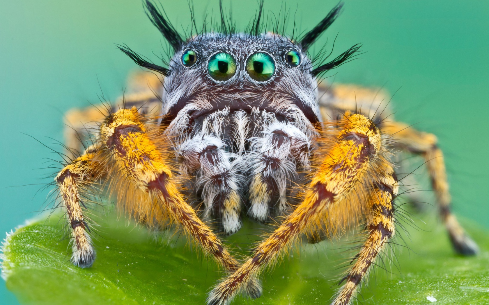 Паук Багира Киплинга крупным планом