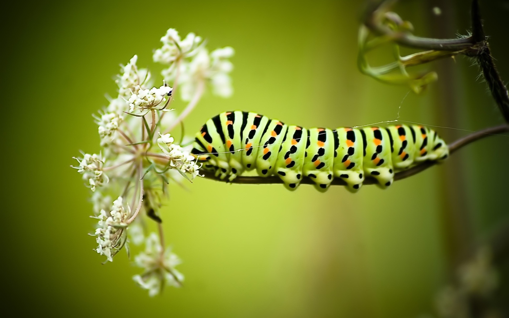 Большая гусеница на белом полевом цветке 