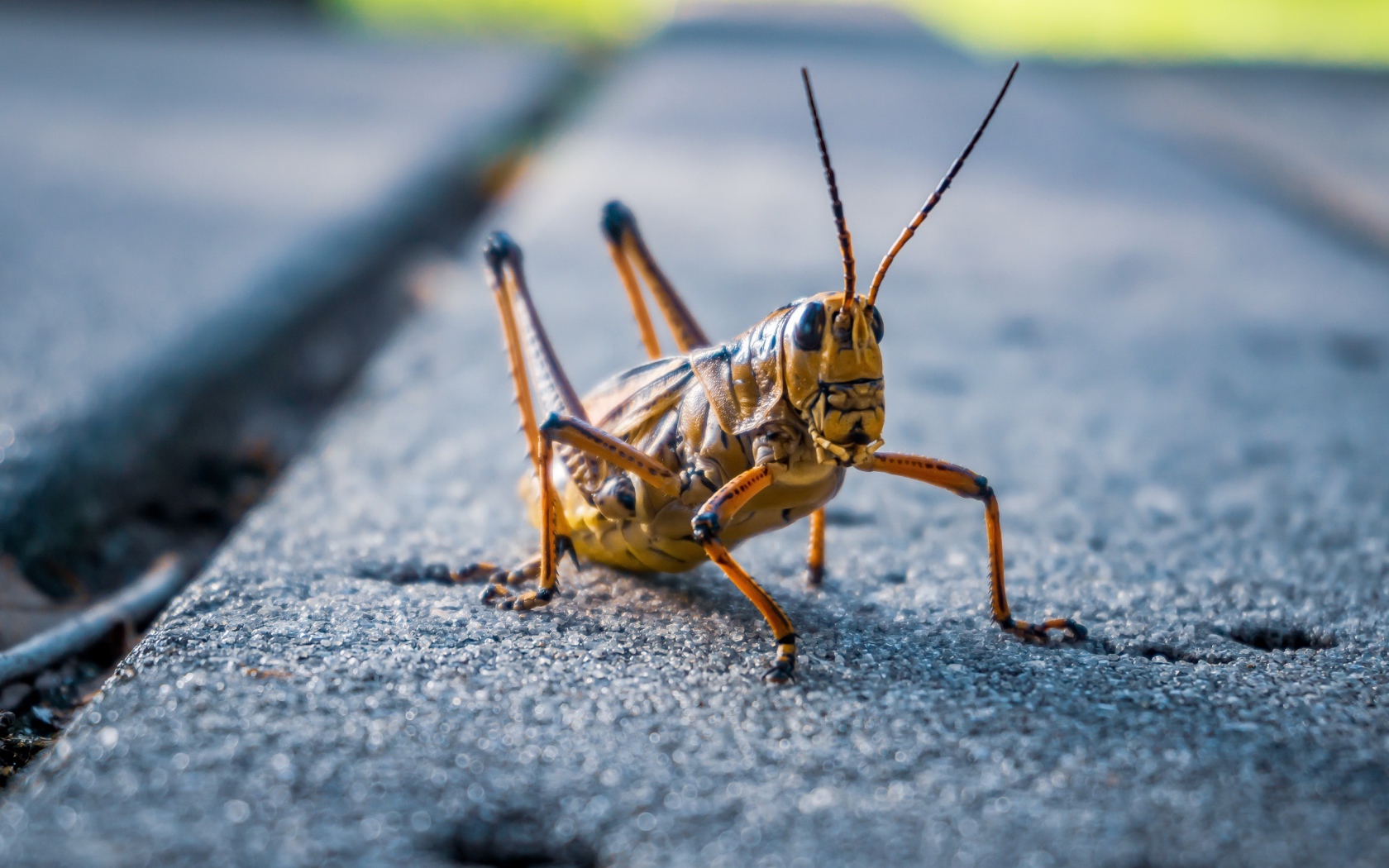 Большой кузнечик сидит на дороге