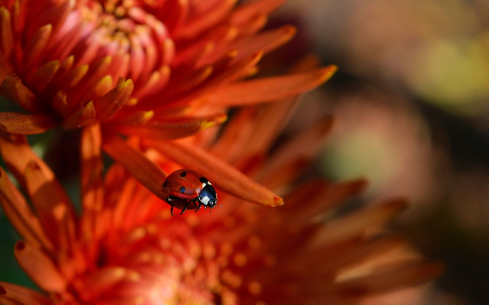 Маленькая красная божья коровка на цветке 