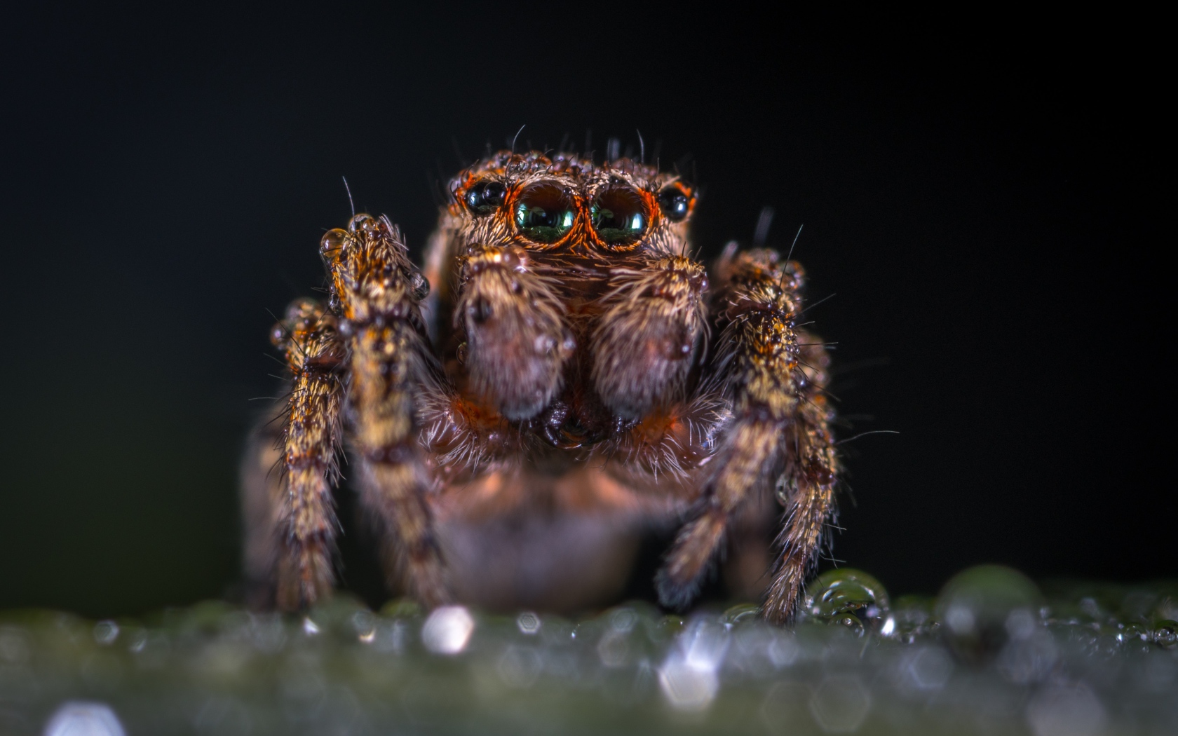 Лохматый паук крупным планом