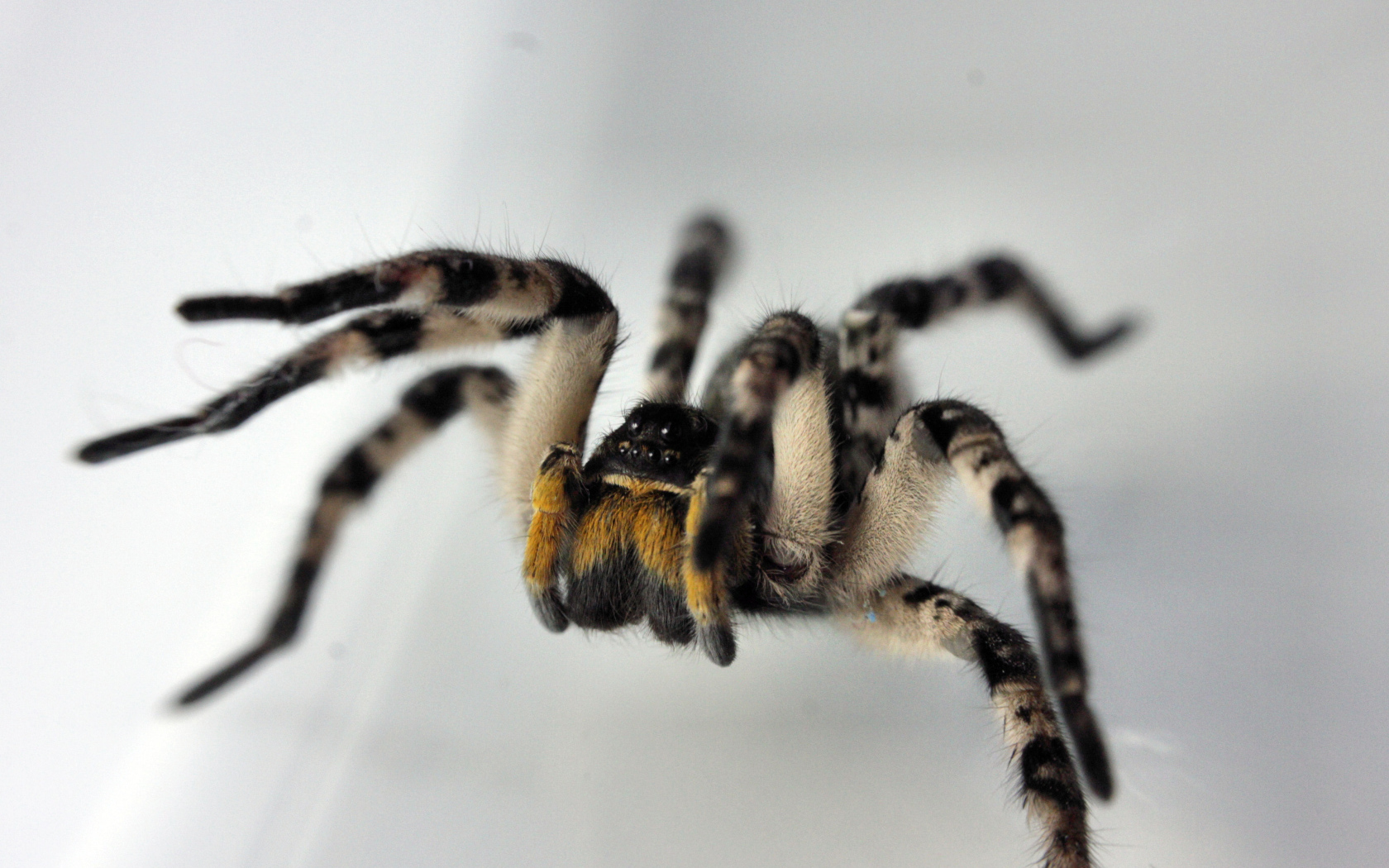 Паук на сером фоне крупным планом