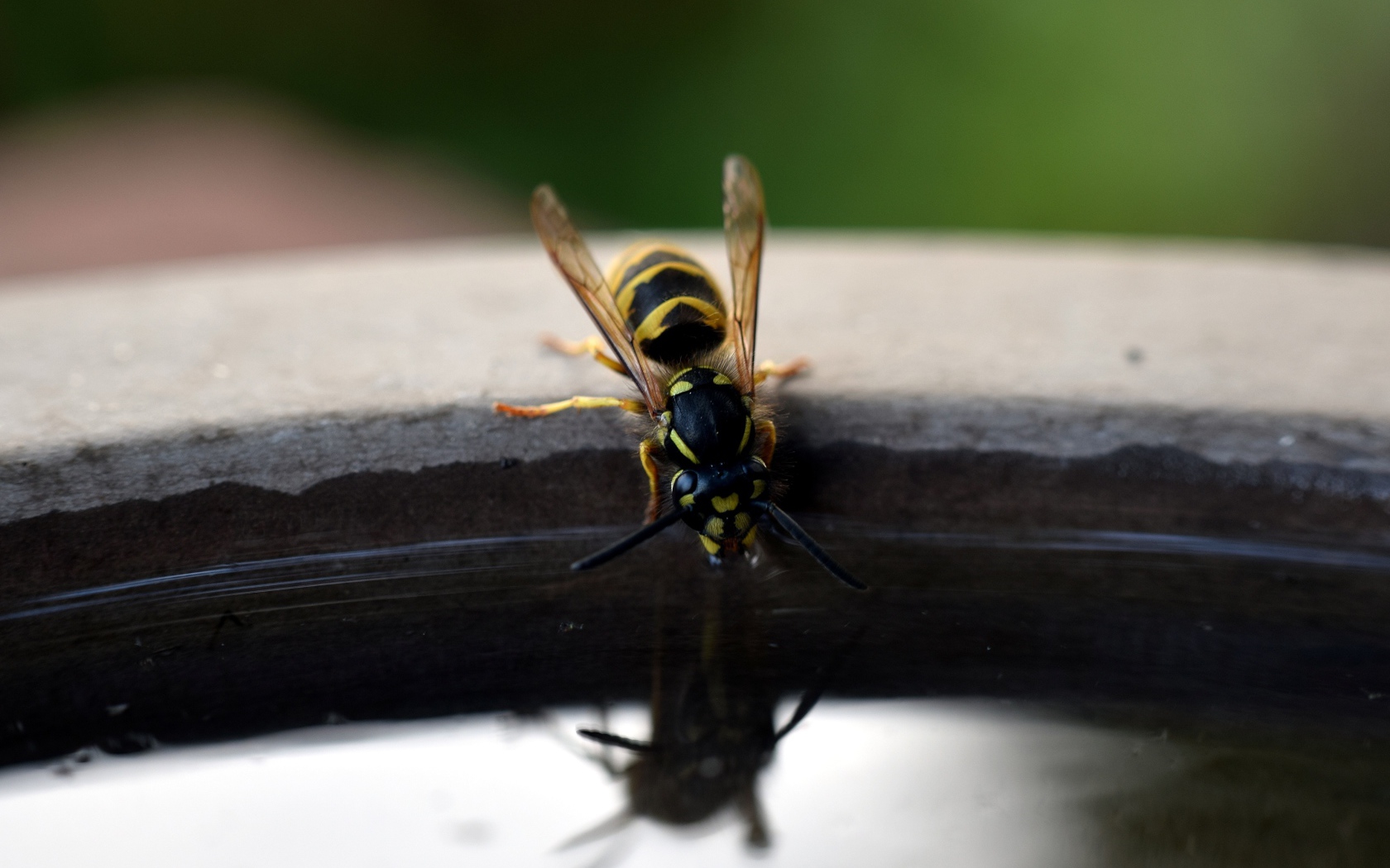 Оса пьет воду из бочки