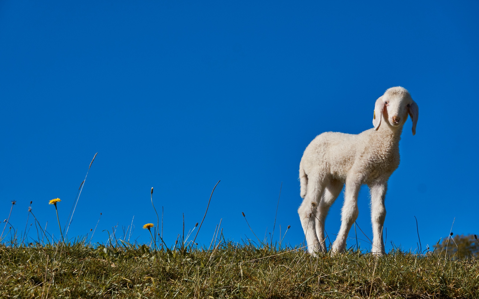 Little white lamb on blue sky background