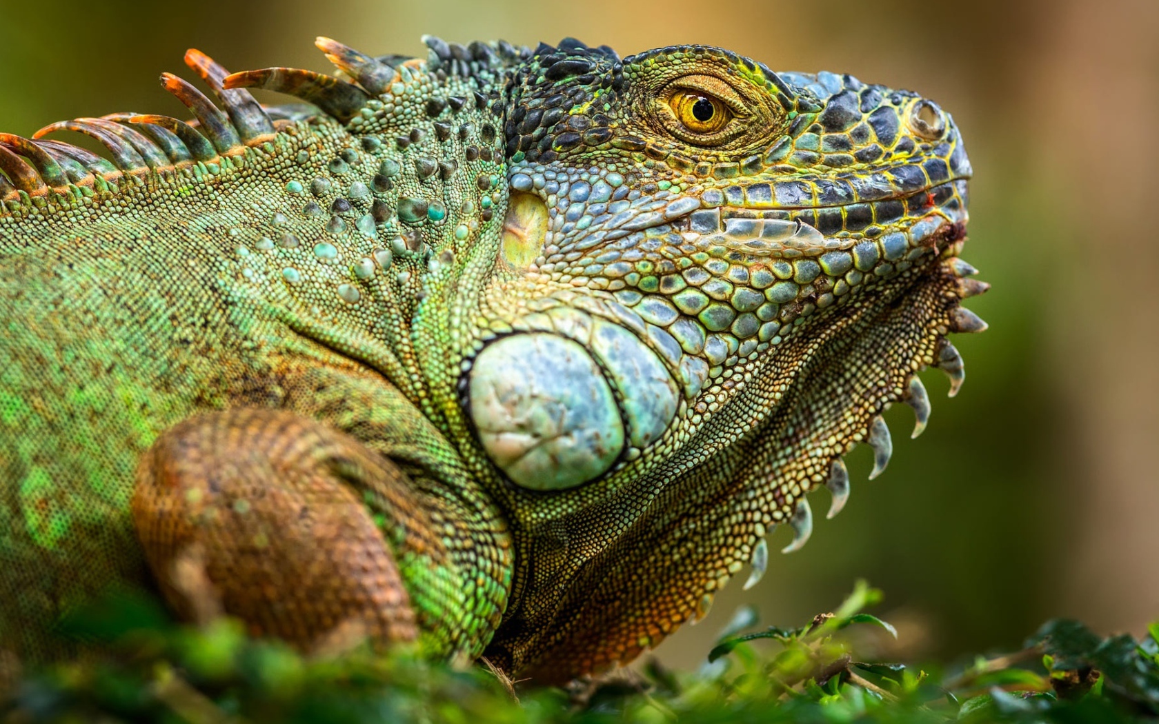 Большая зеленая игуана крупным планом 