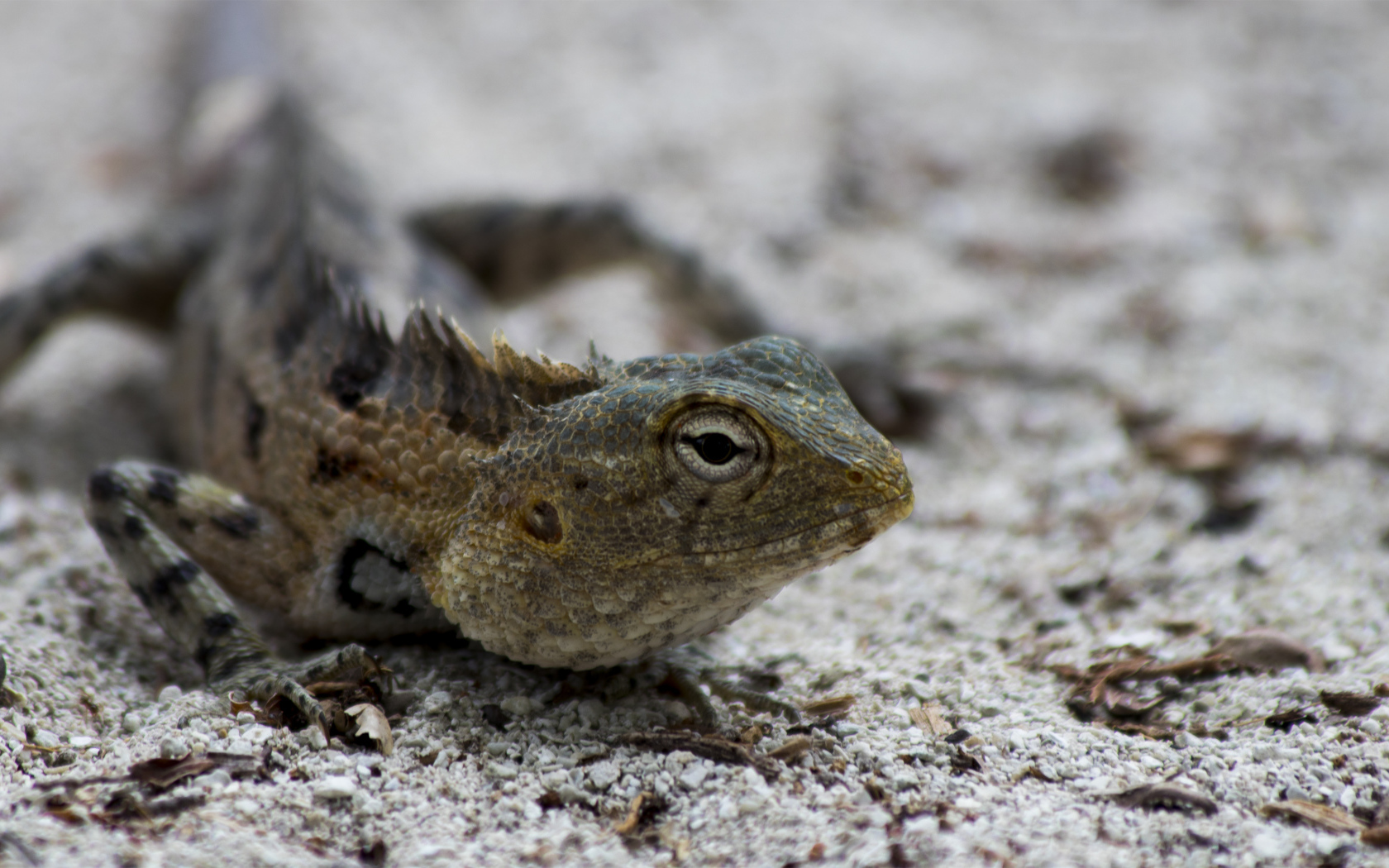 Ящерица с большими глазами на песке
