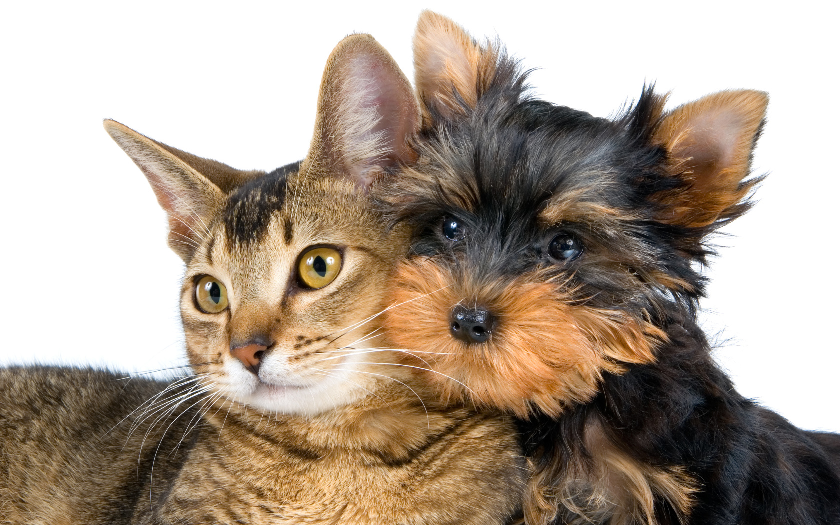 Большой серый кот и йоркширский терьер на белом фоне