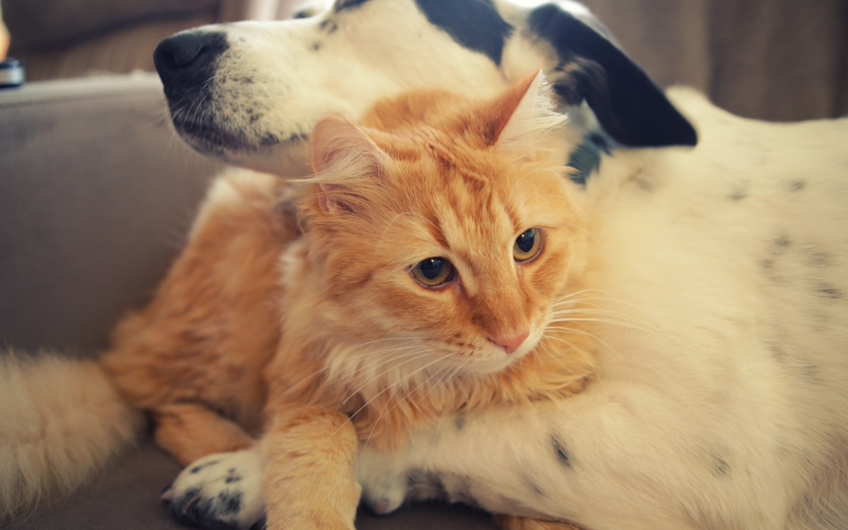 Большой рыжий кот лежит с собакой 