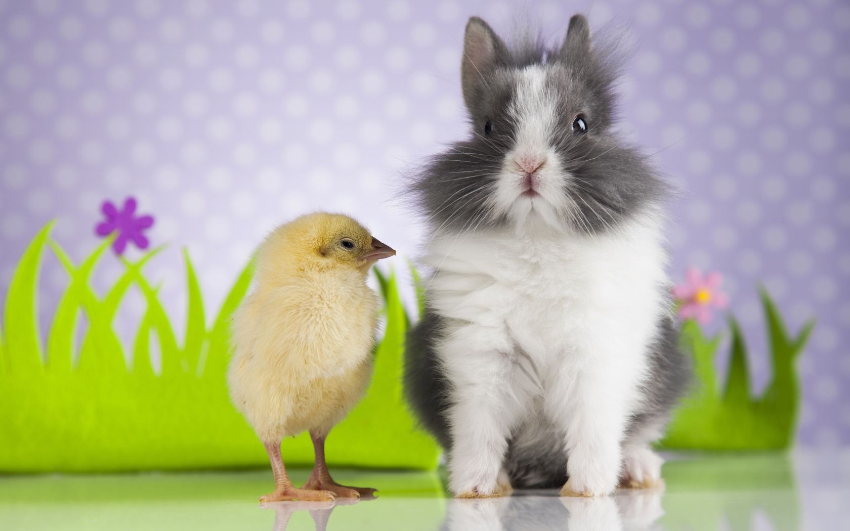 Милый декоративный кролик с цыпленком  