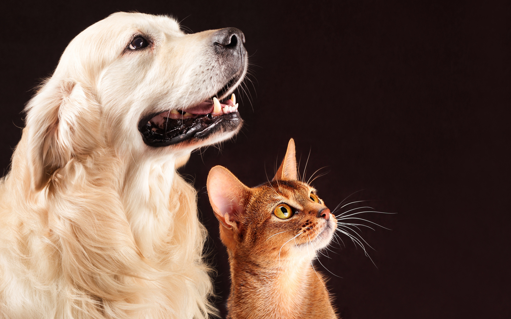 Золотистый ретривер с коричневым котом на смотрят на хозяина