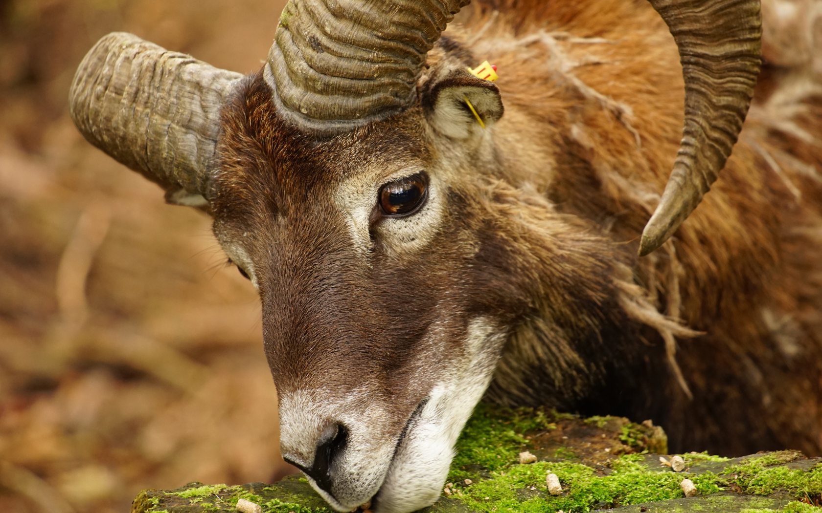 Большой муфлон ест корм