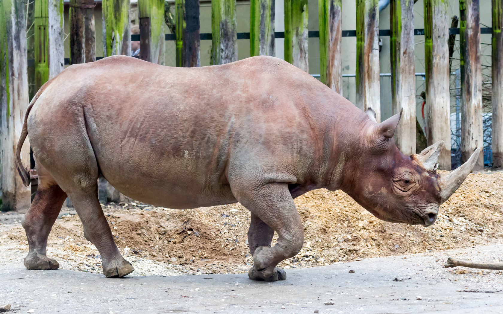 Большой носорог у забора в зоопарке