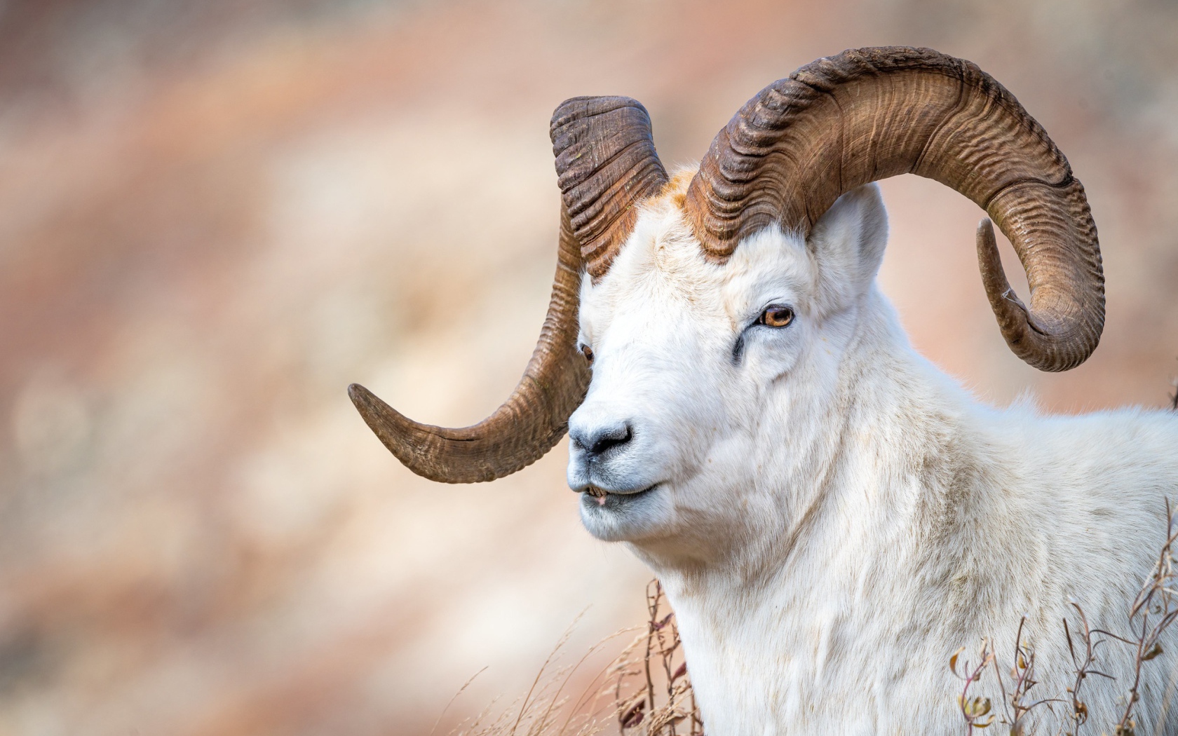 Белый горный козел с большими рогами