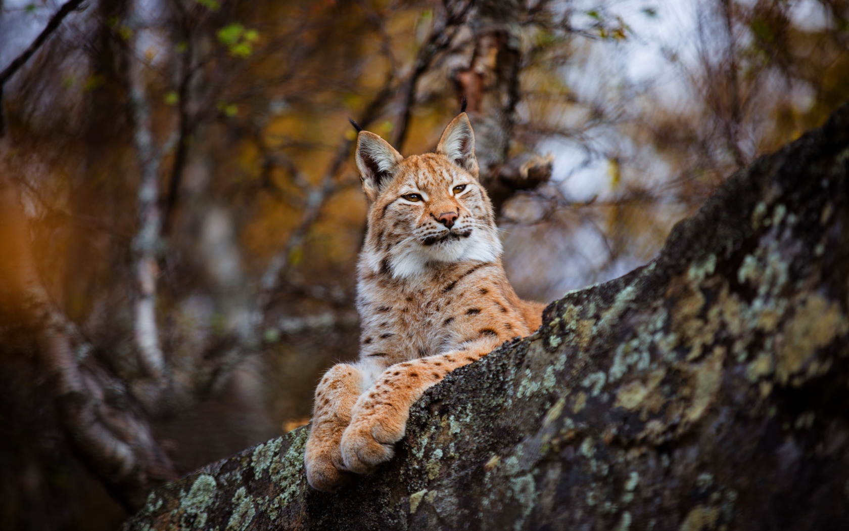 Красивая дикая рысь лежит на камне