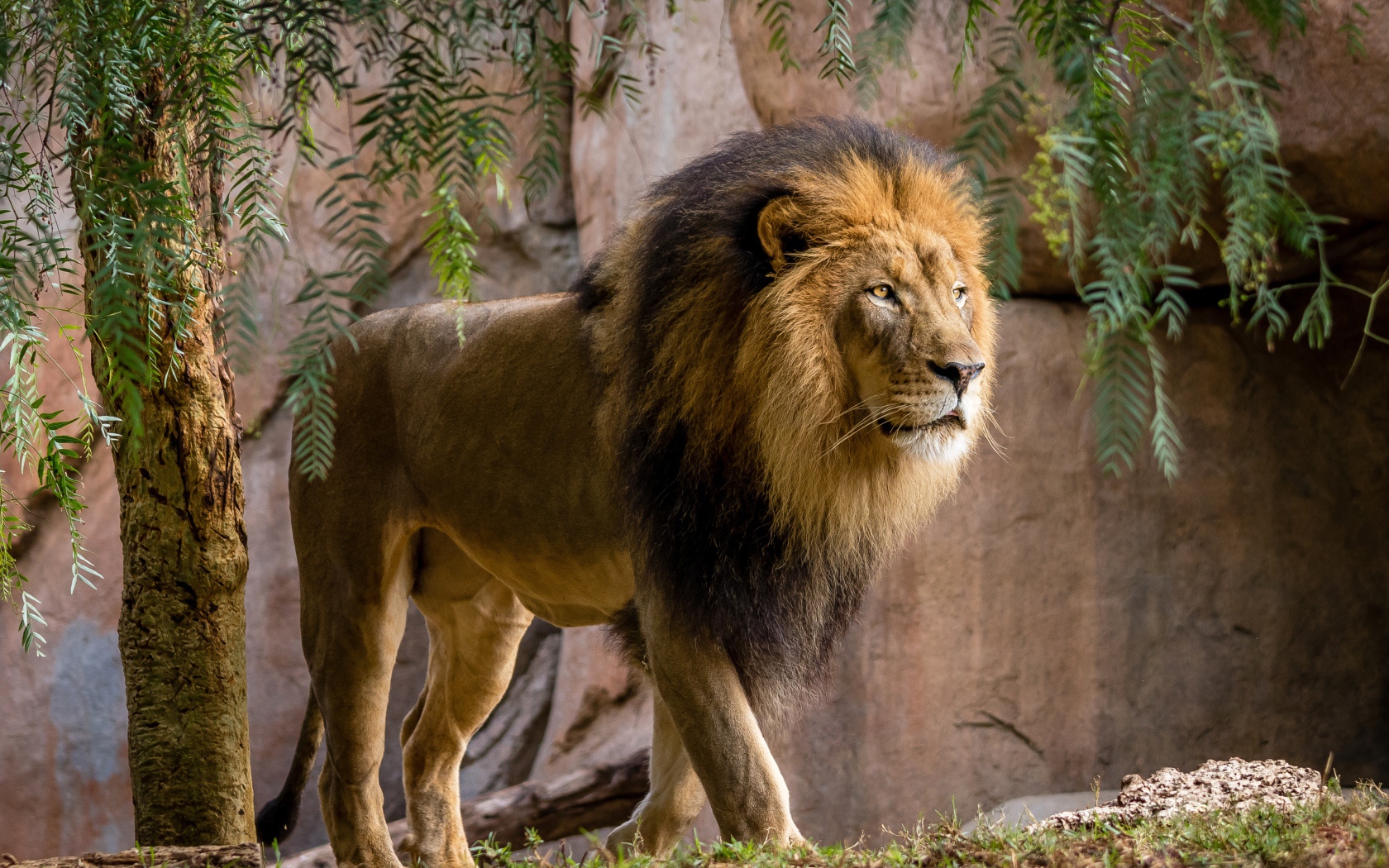 Большой лев у стены в зоопарке