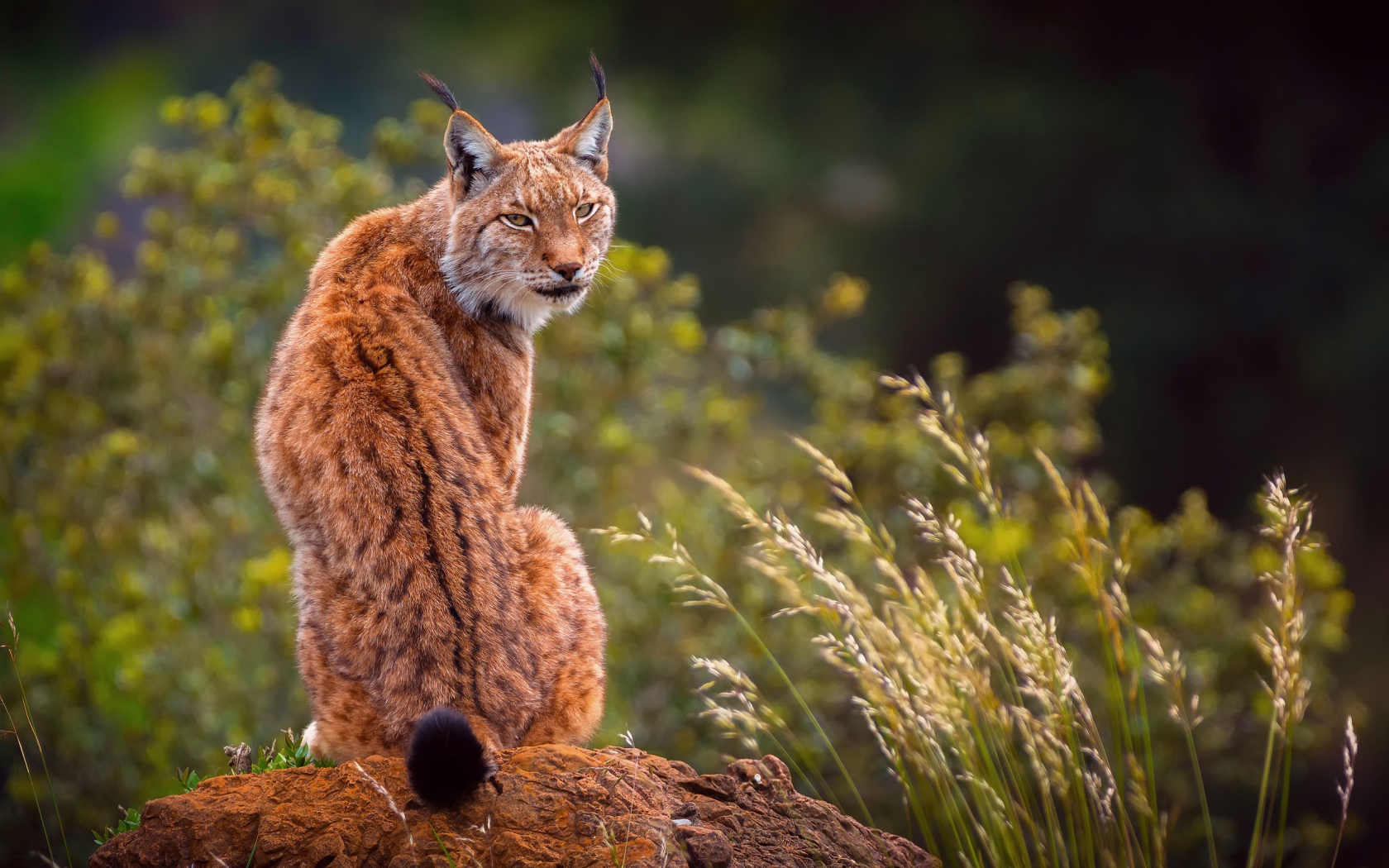 Большая рысь сидит на камне 