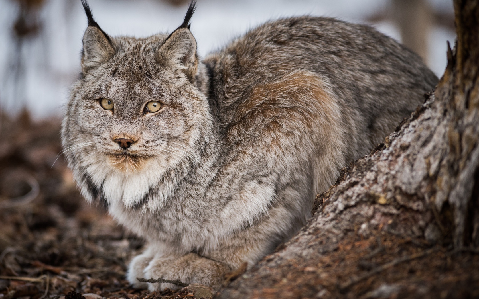 Большая дикая серая рысь у дерева