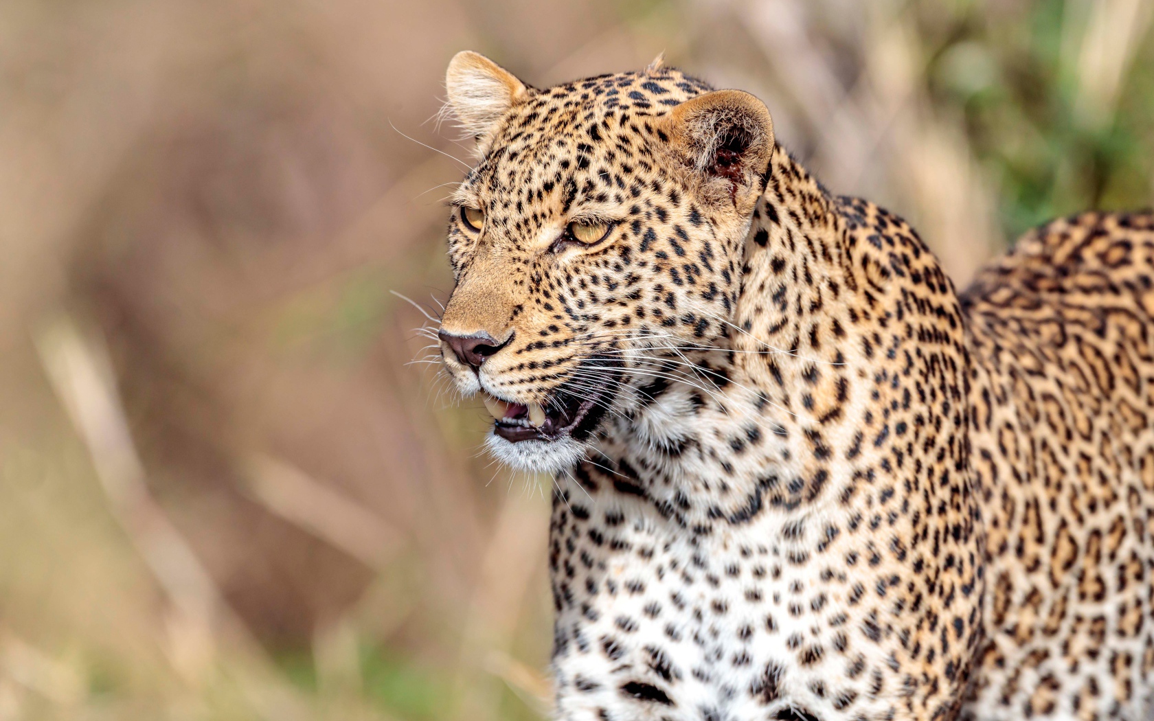 Большой пятнистый леопард с открытой пастью 