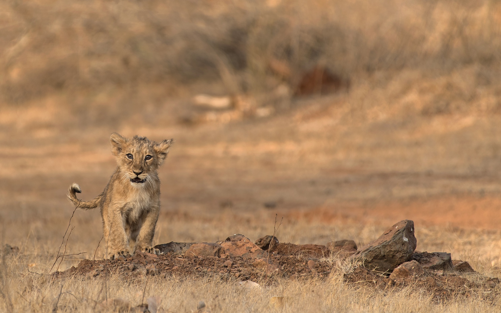 Маленький львенок в сухой саванне 