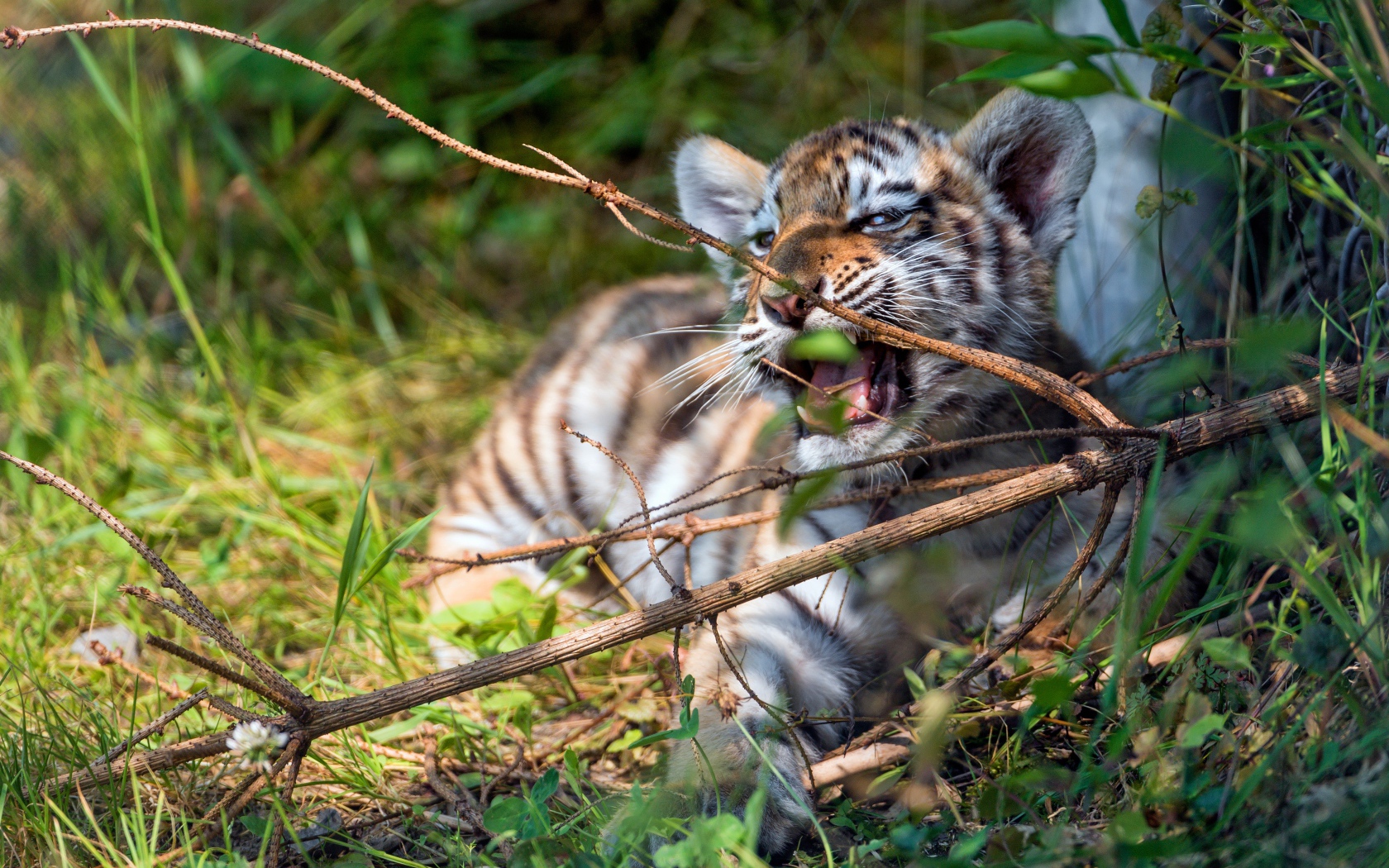Маленький полосатый тигренок грызет ветку 