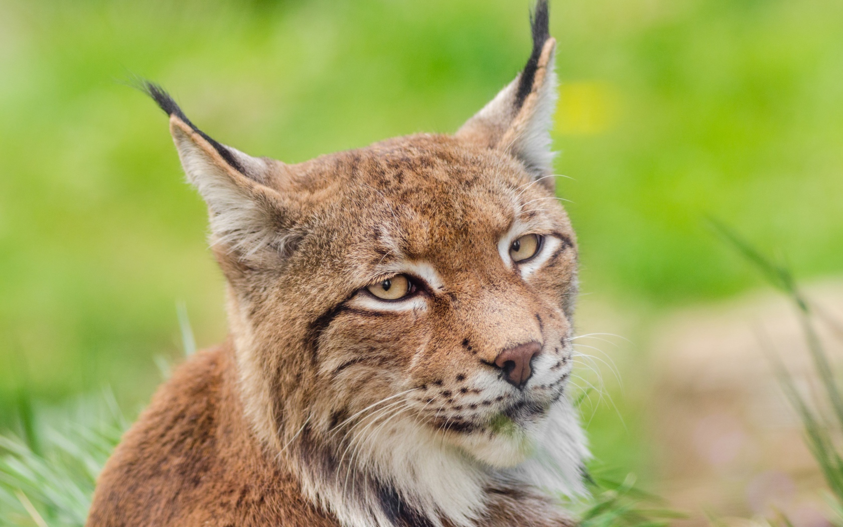 Грустная морда рыси крупным планом