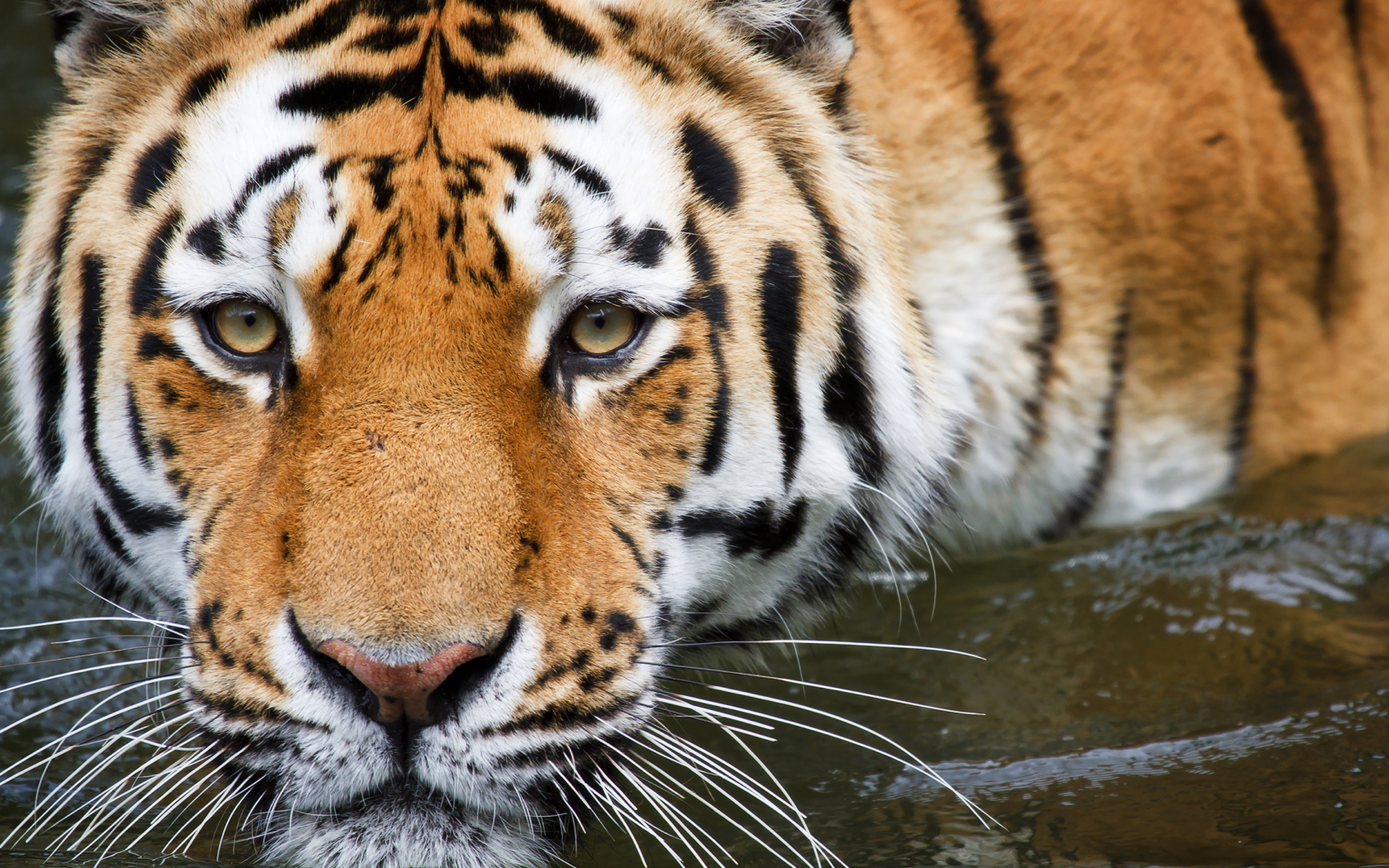 Полосатый тигр крупным планом в воде