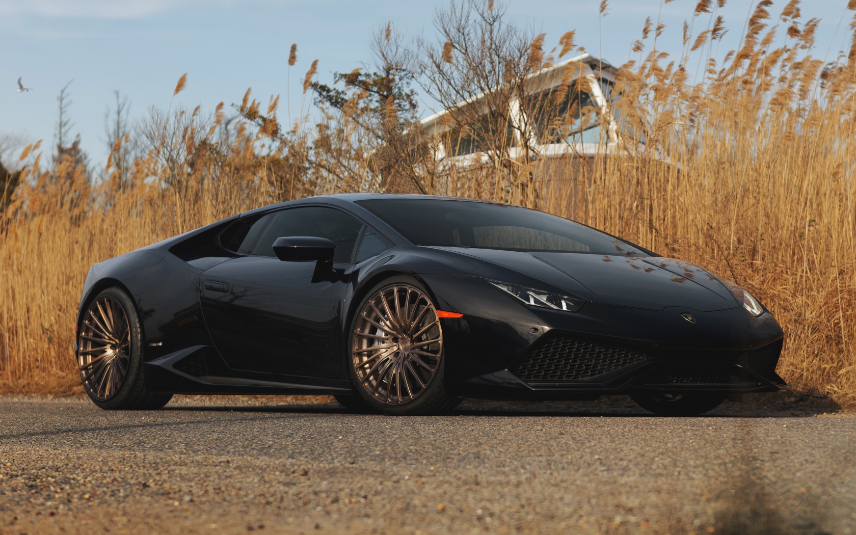 Black car Lamborghini Huracan on the background of reeds