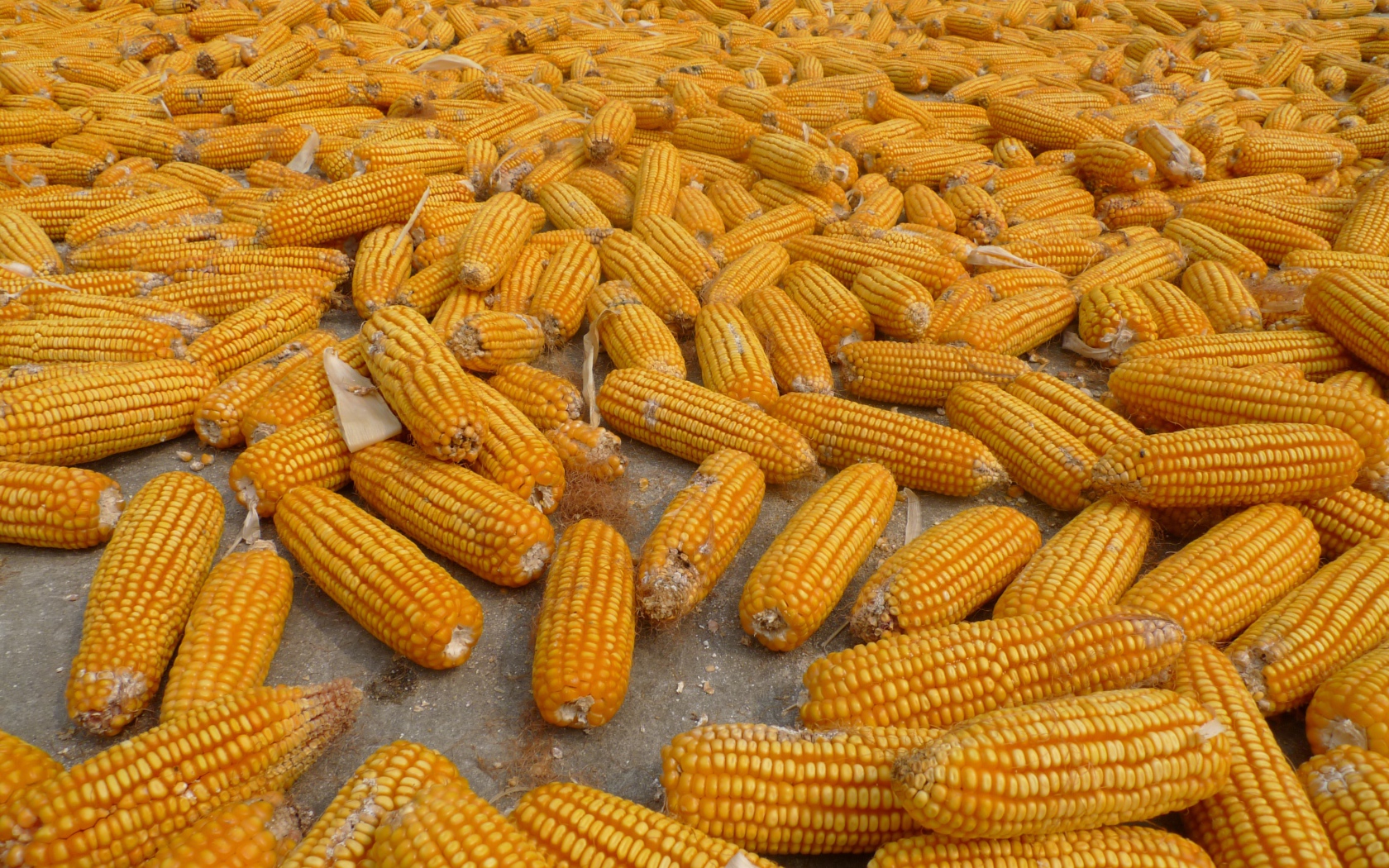 Много початков кукурузы на ферме