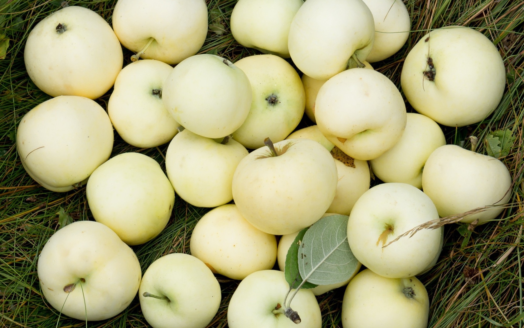 Яблоки белый налив лежат на траве