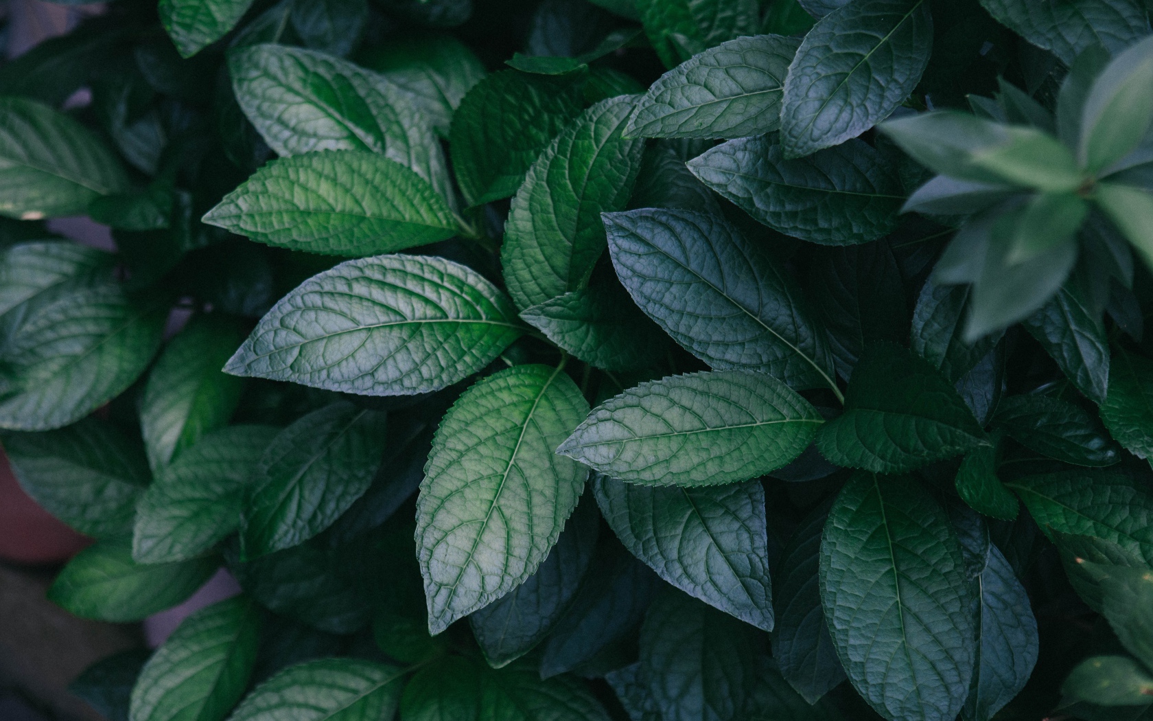 Зеленые листья куста крупным планом