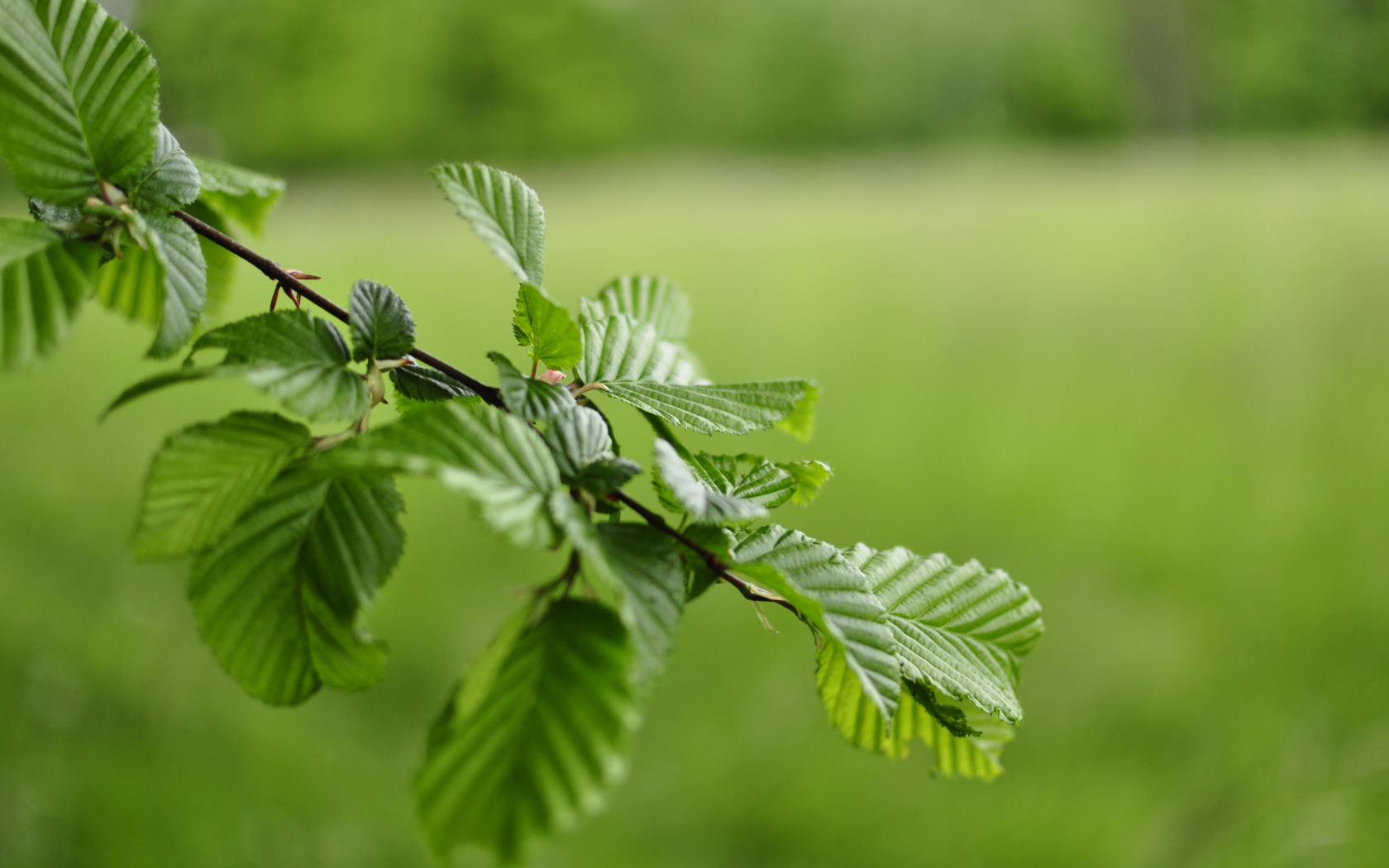 Зеленые листья на ветке дерева 