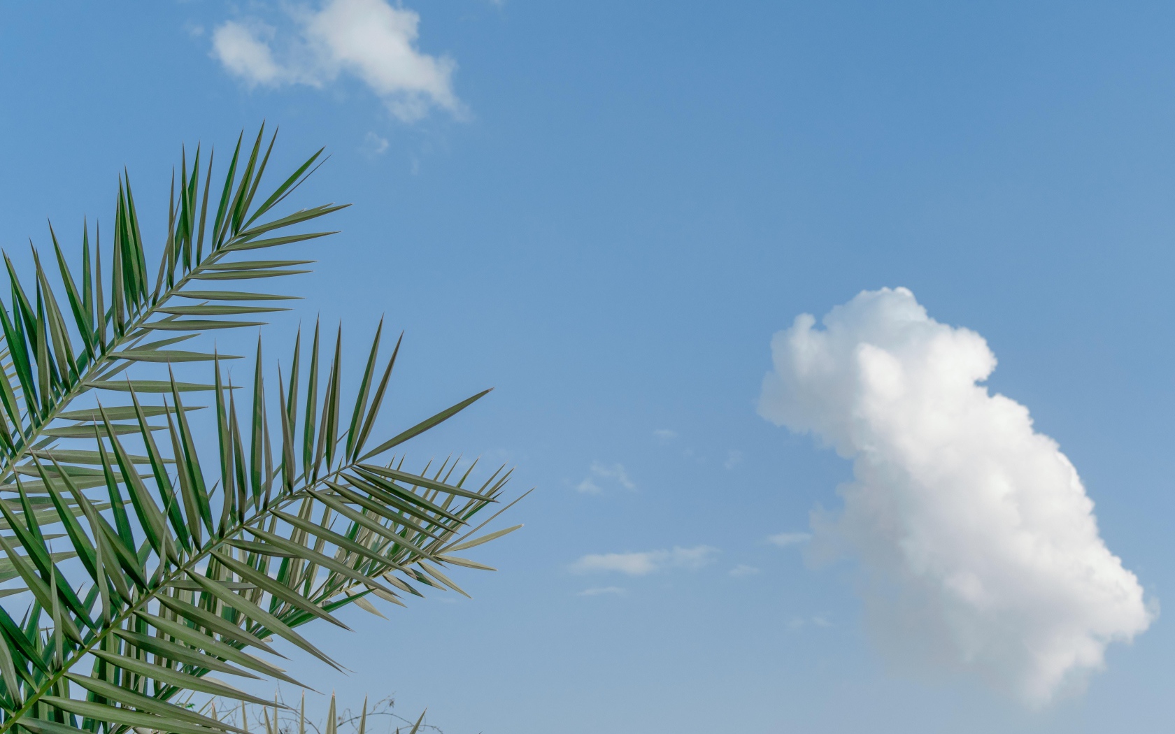 Зеленые пальмовые ветви на фоне голубого неба