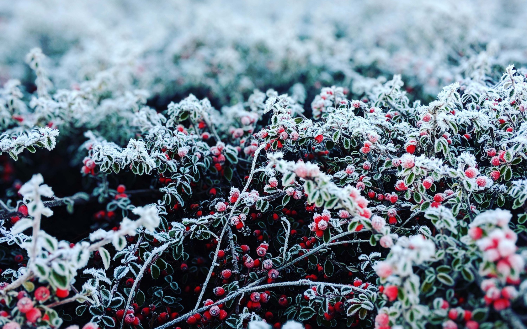 Красные ягоды покрытые инеем 