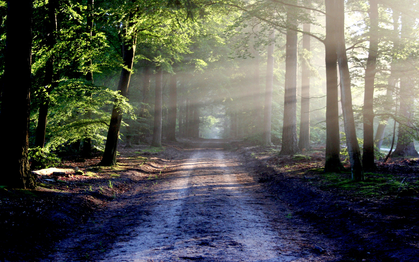 Мокрая дорога в лесу в лучах солнца у зеленых деревьев