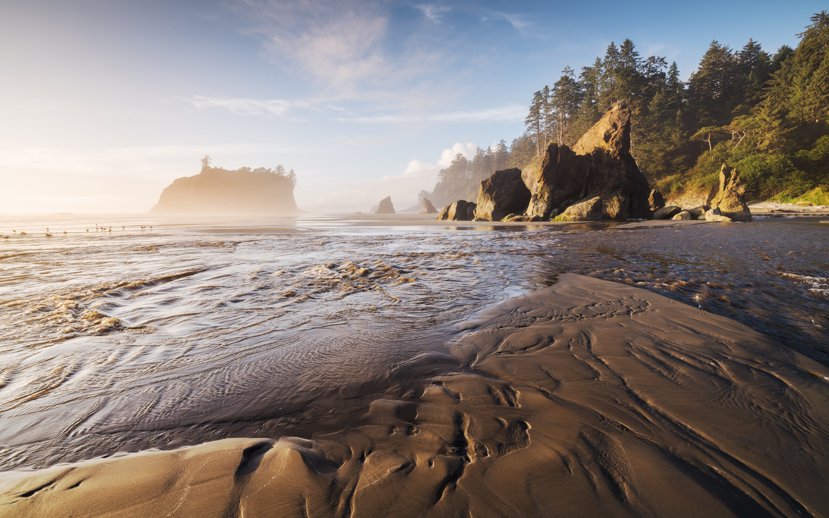 Мокрый песок на берегу у хвойного леса 