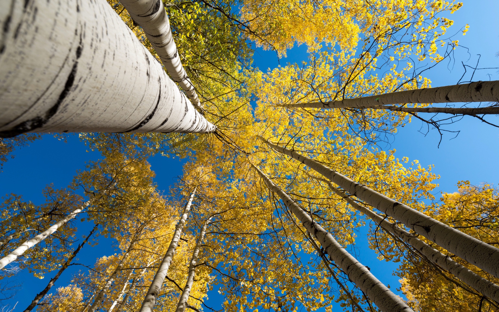 Желтые кроны берез под голубым небом