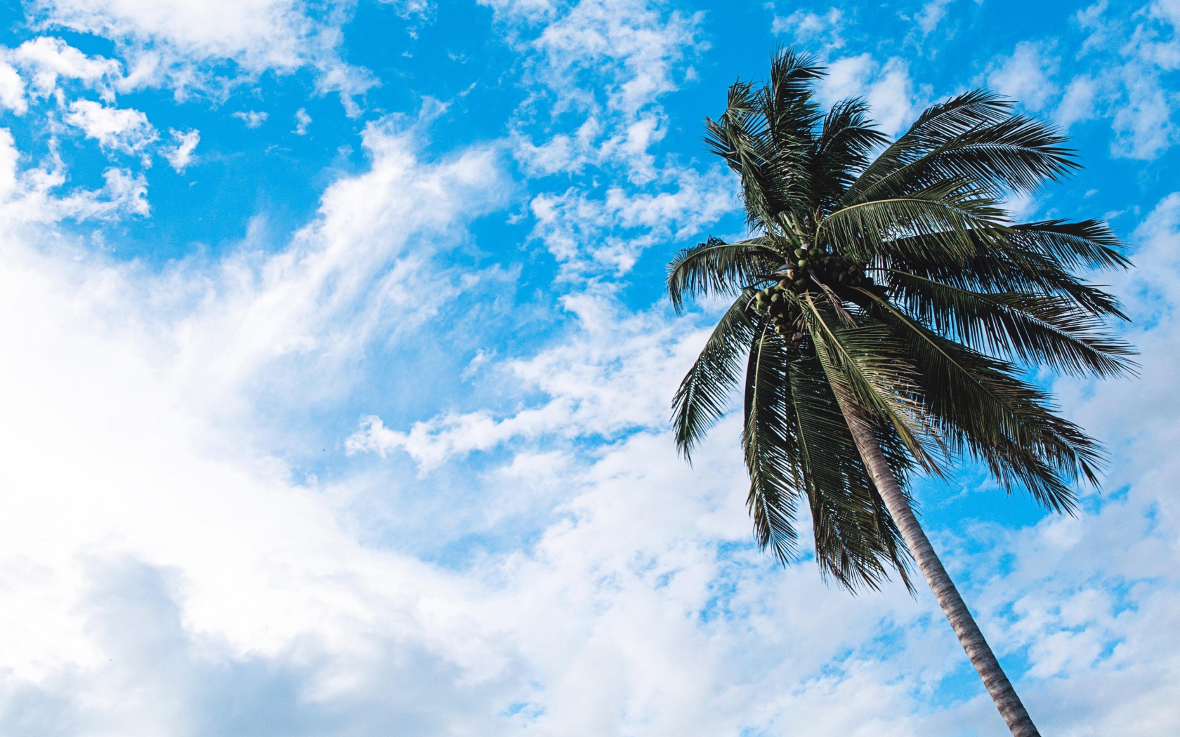 Зеленая пальма на фоне голубого неба с белыми облаками