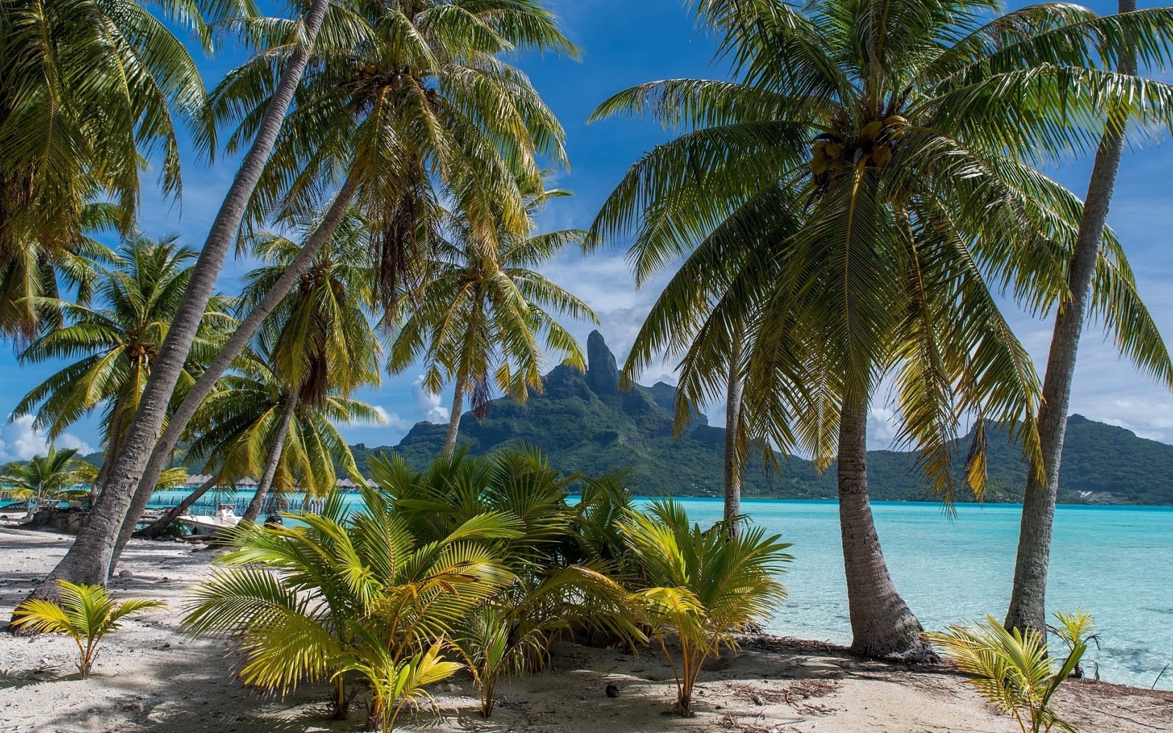 Зеленые тропические пальмы над морем на пляже