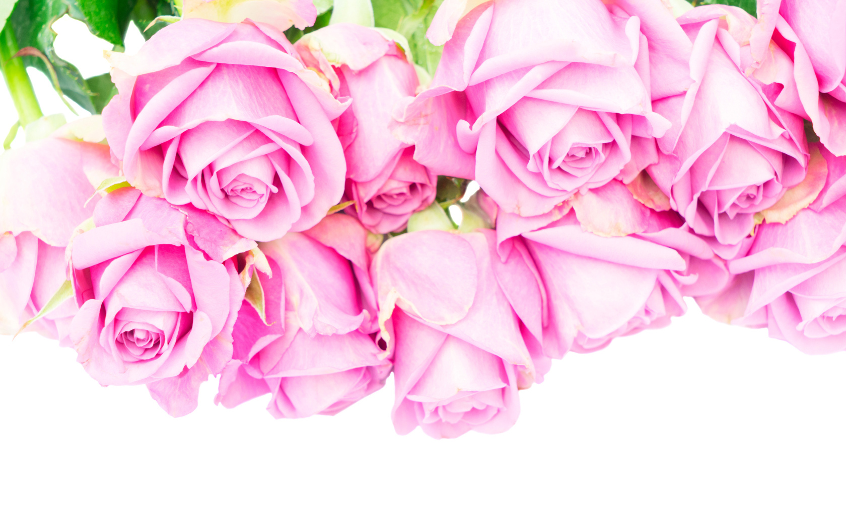 Букет розовых роз на белом фоне крупным планом