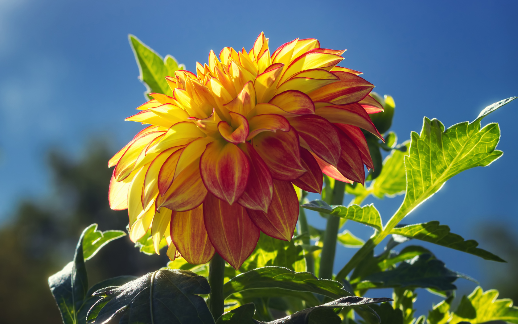 Красивая яркая оранжевая георгина в лучах солнца 