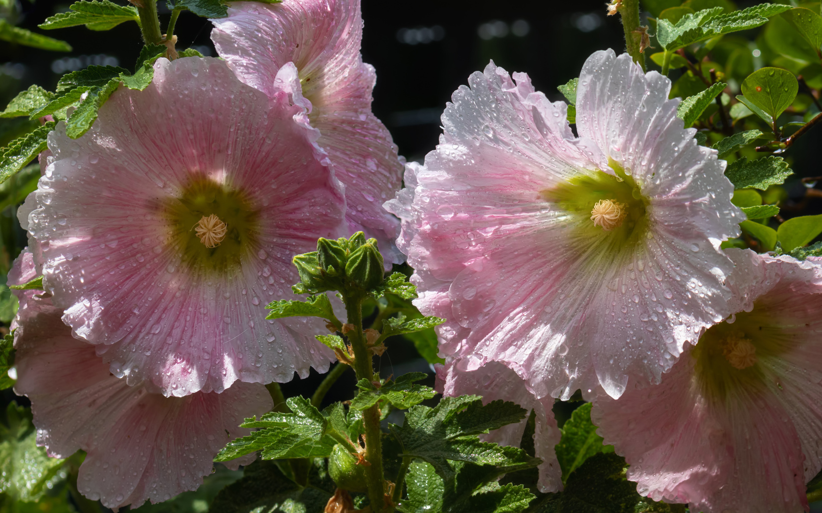 Красивые нежные розовые цветы мальва