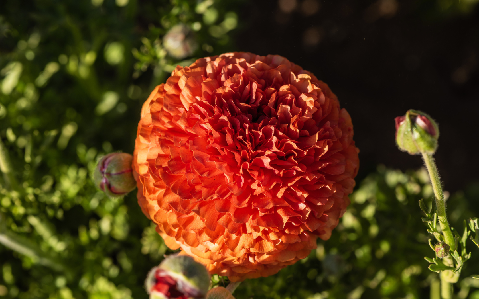 Красивый оранжевый лютик с бутонами крупным планом