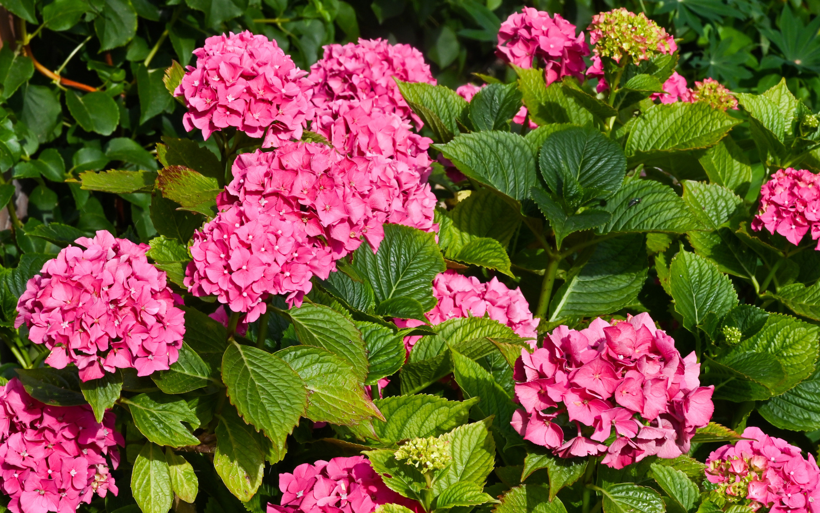 Красивые розовые цветы гортензии с зелеными листьями