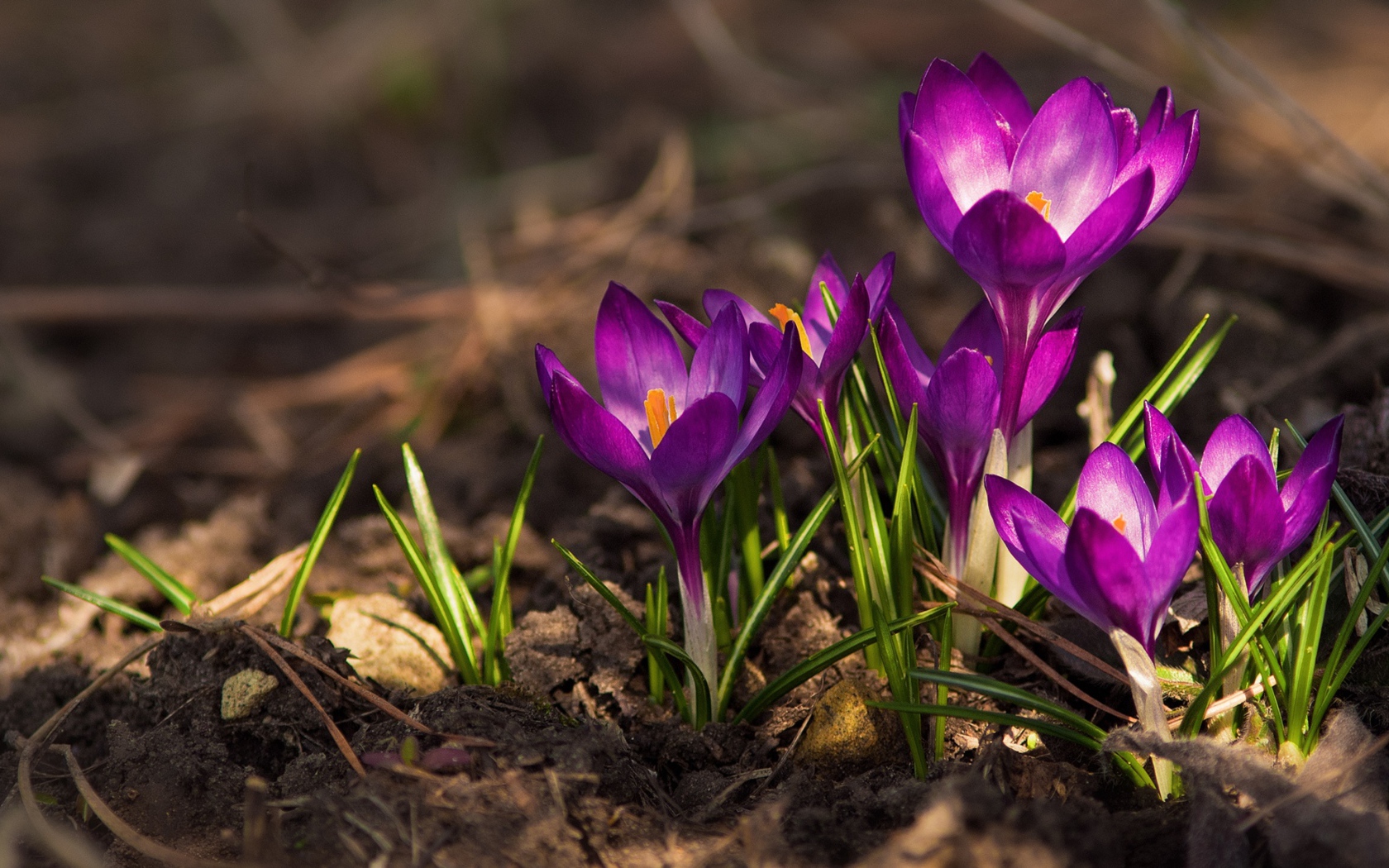 Красивые фиолетовые крокусы на земле