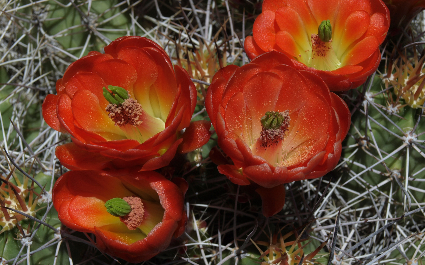 Красивые красные цветы колючего кактуса крупным планом