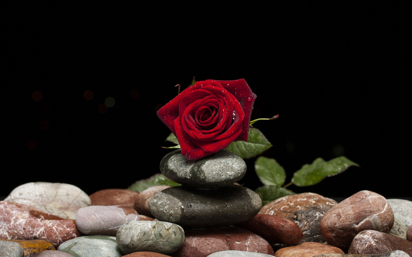 Красивая красная роза лежит на декоративных камнях на черном фоне