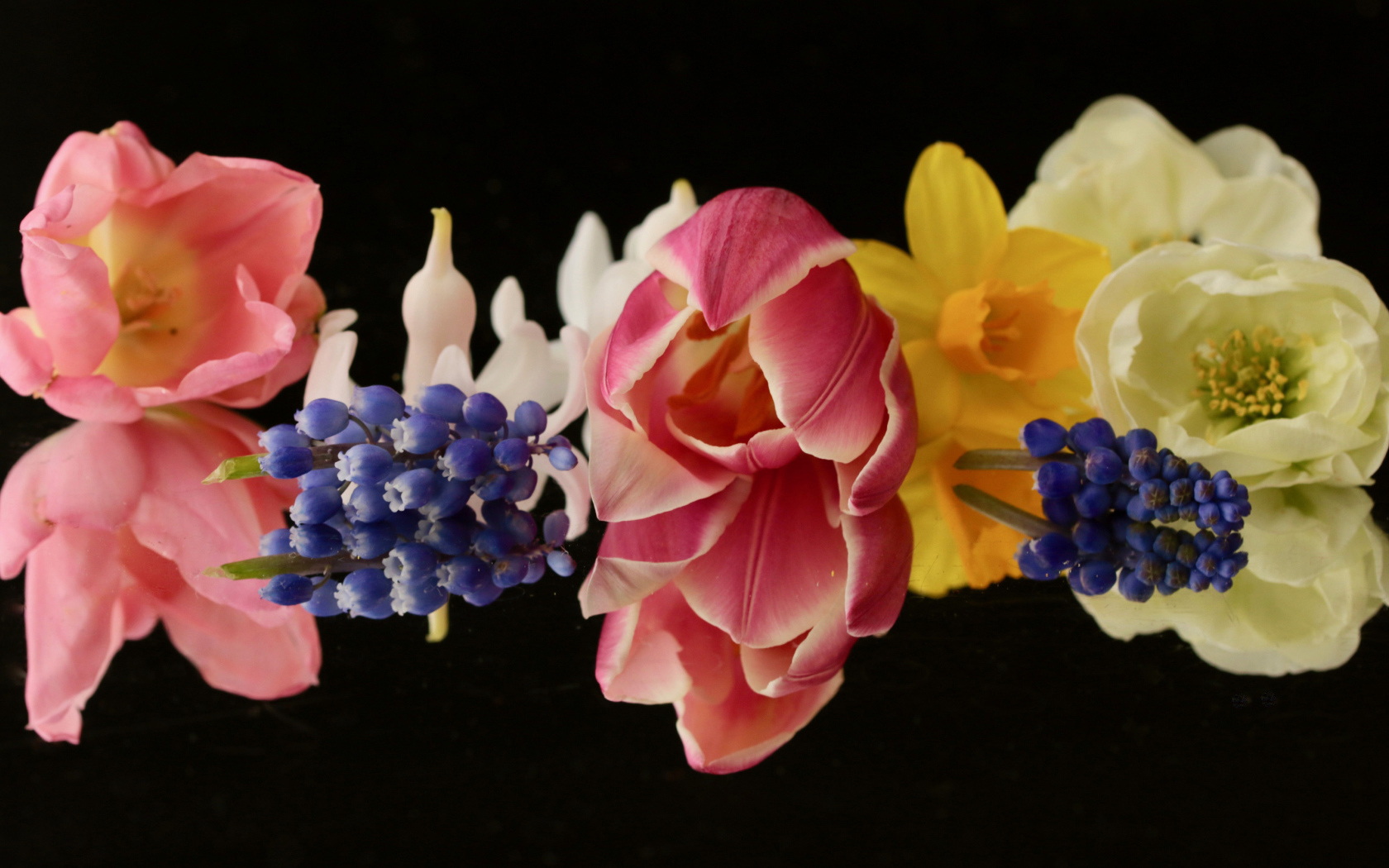 Красивые весенние цветы на черном фоне крупным планом